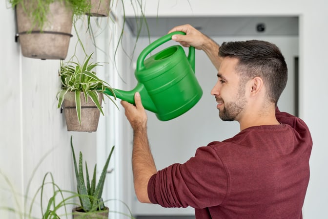 Man watering a hanging houseplant with a green watering can.